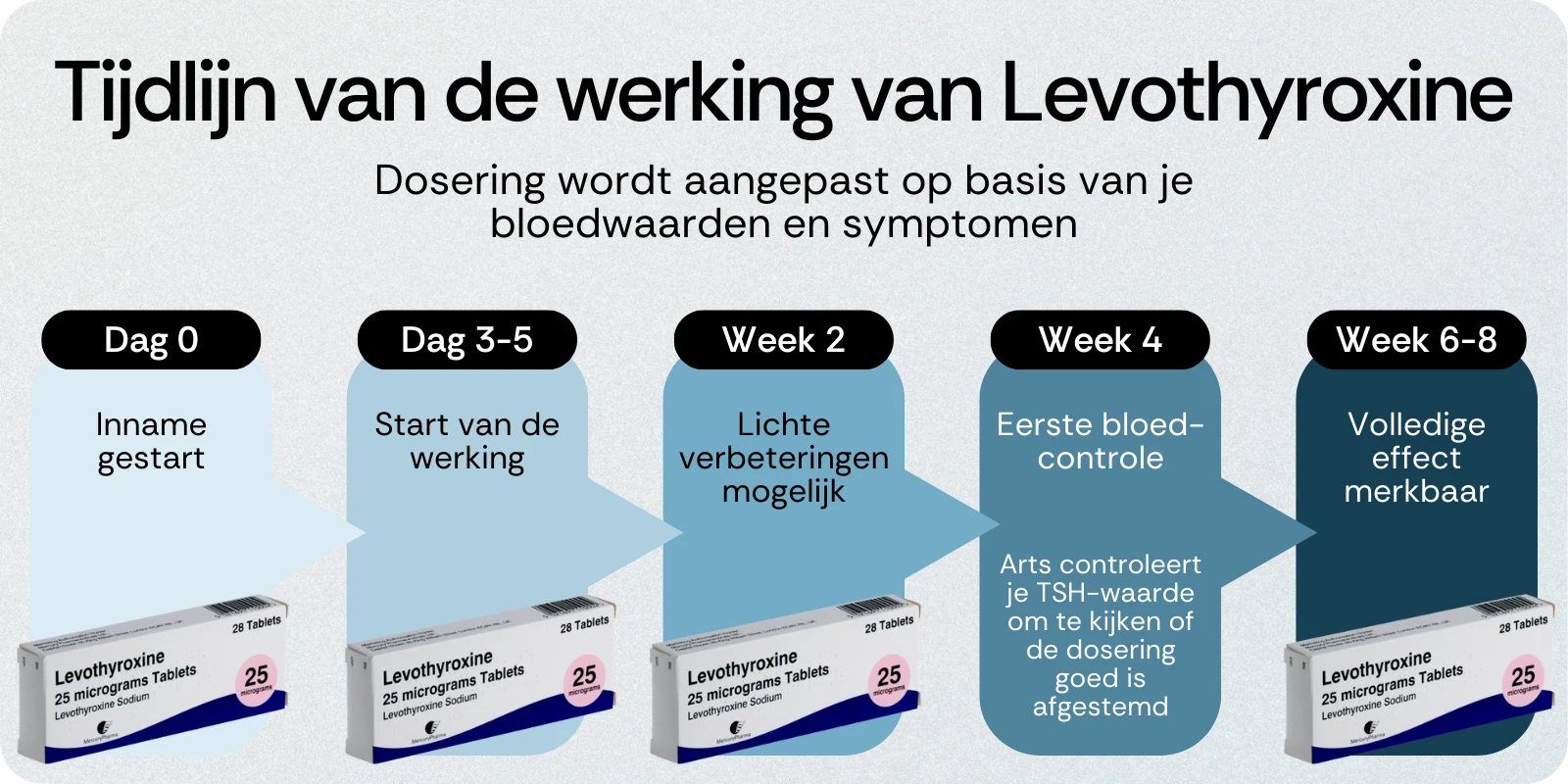 Tijdlijn van de werking van Levothyroxine