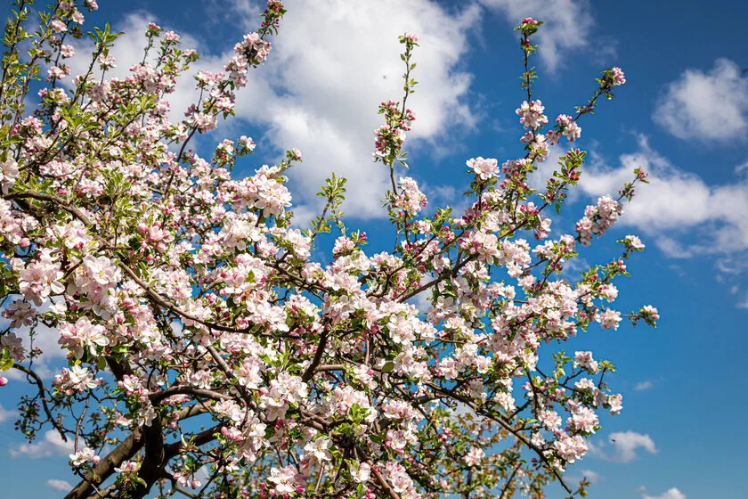 Bijwerkingen Levocetirizine