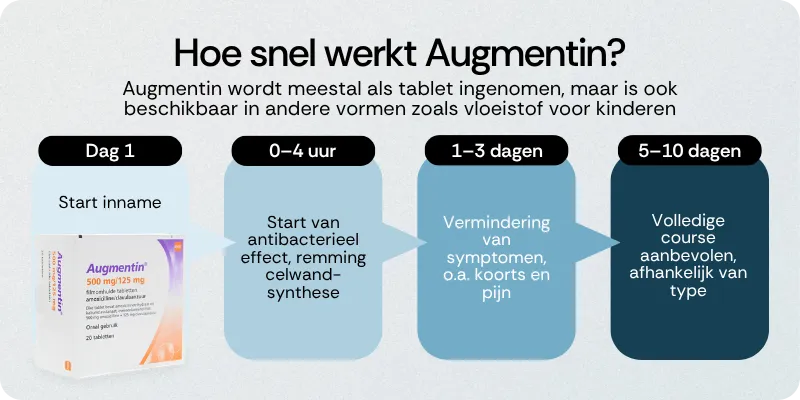 Hoe snel werkt Augmentin