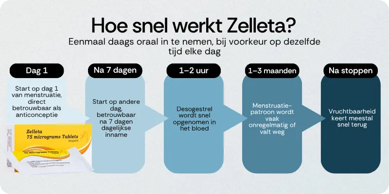 Hoe snel werkt Zelleta