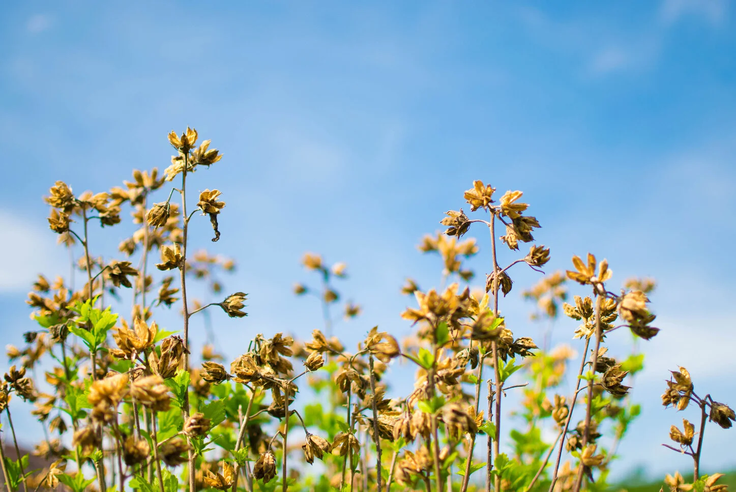 Bijwerkingen Nasacort
