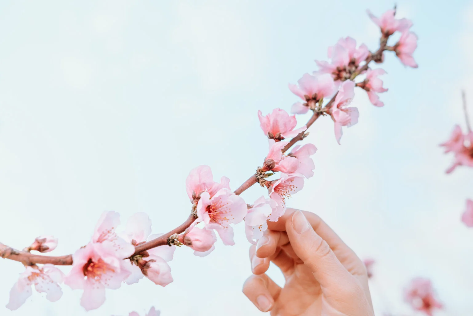 Voordelen Promethazine