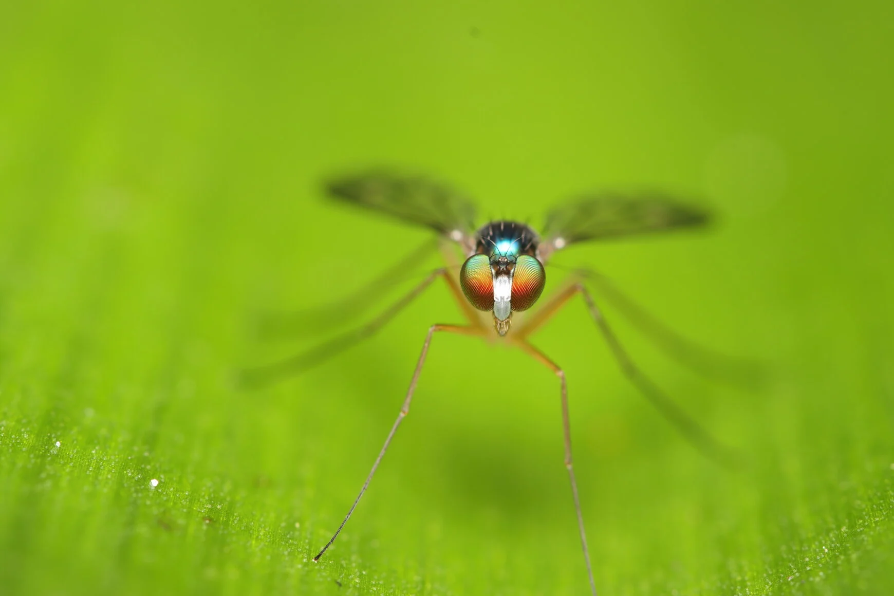 Malariapillen Ecuador