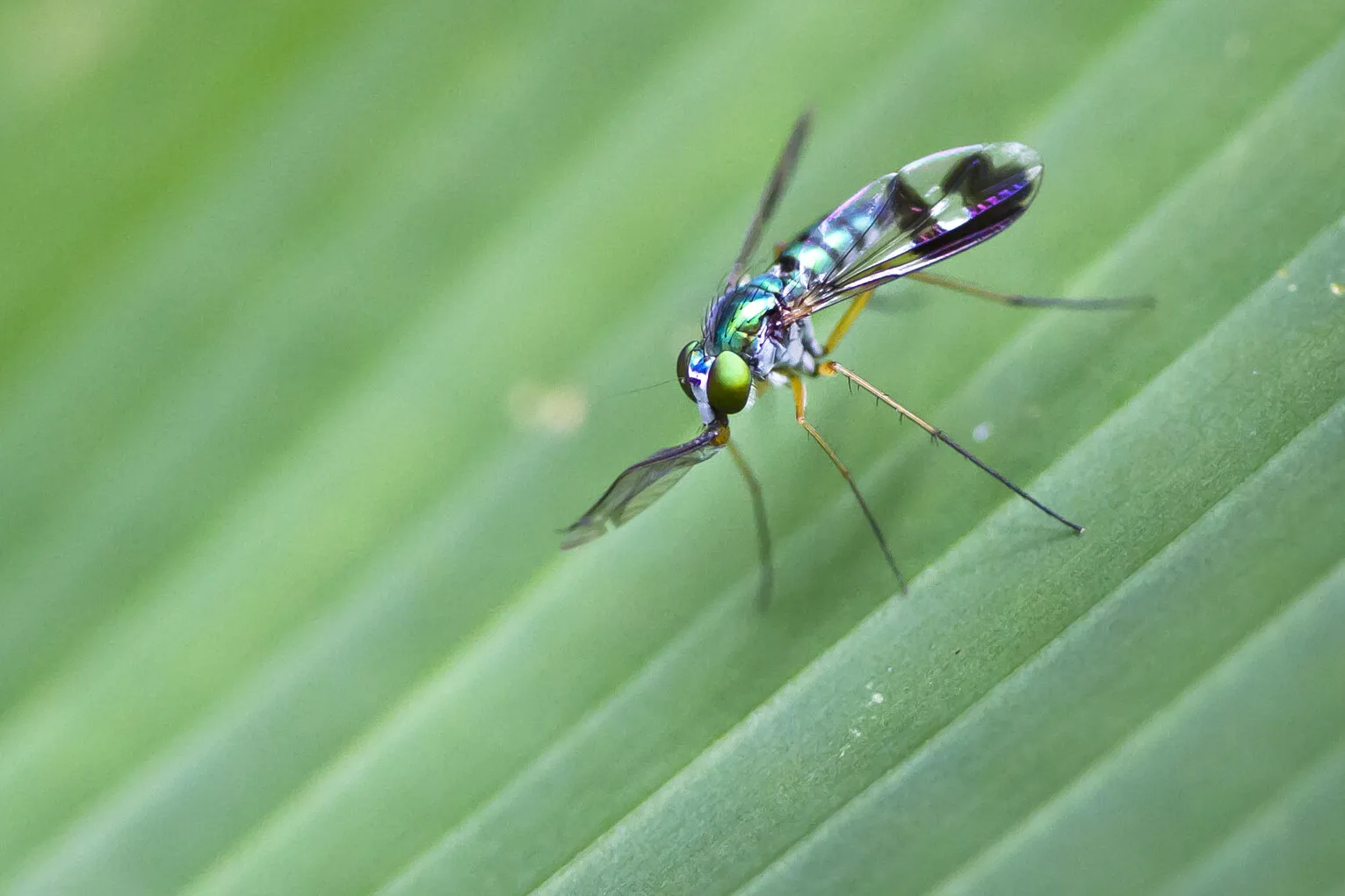 Malariapillen voor China