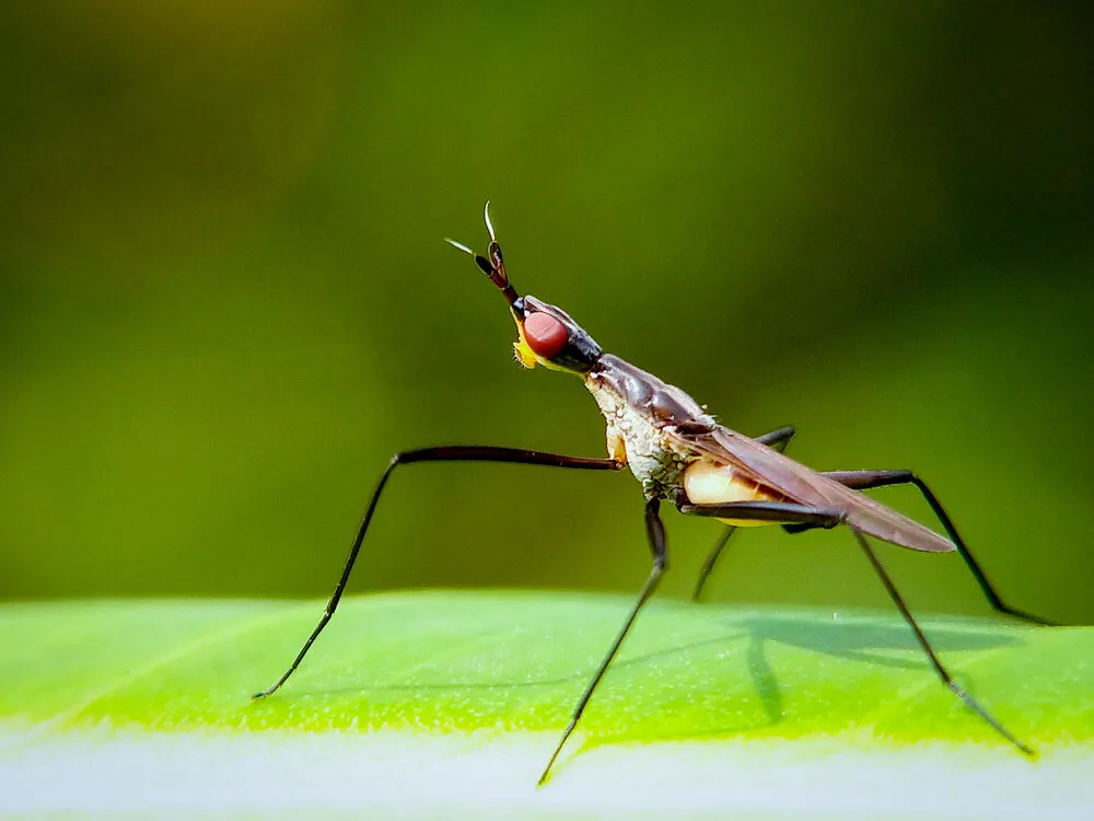 Malariapillen voor Suriname
