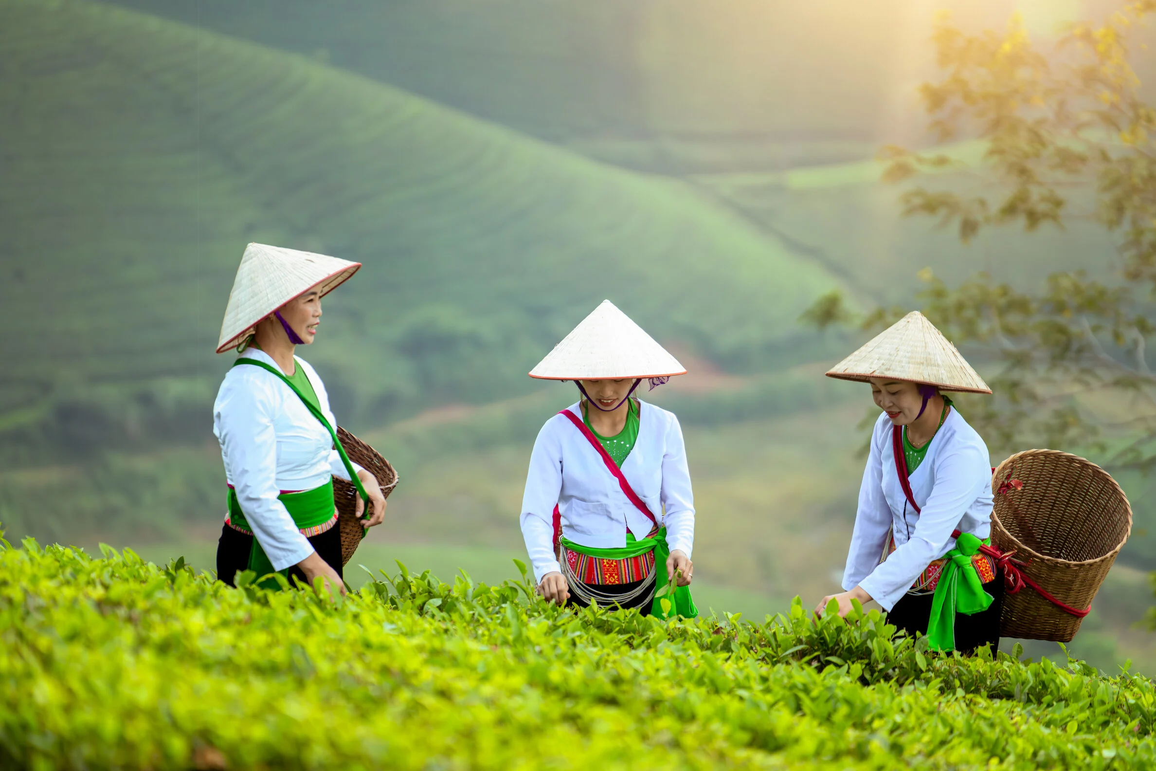 Malariapillen voor Vietnam