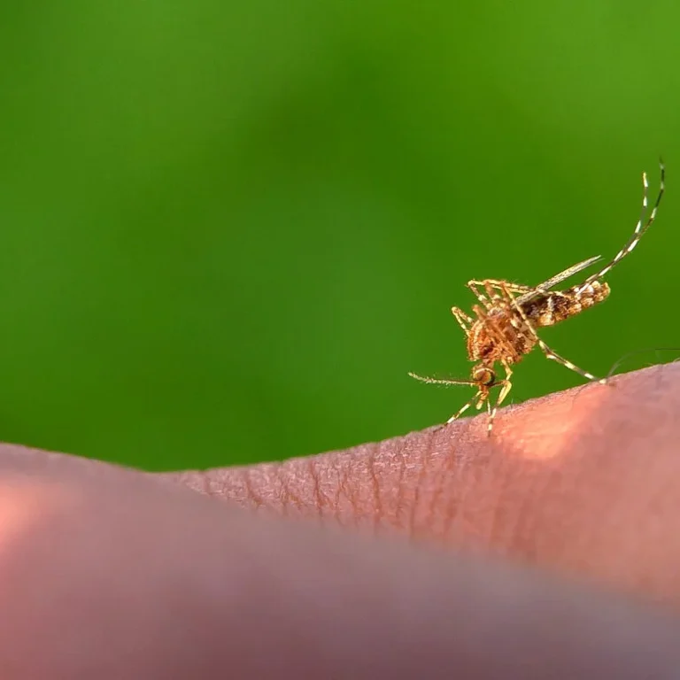 Bijwerkingen Doxycycline Malaria