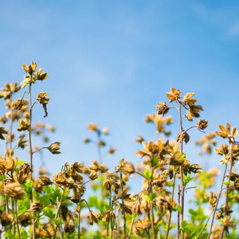 Bijwerkingen Hydroxyzine