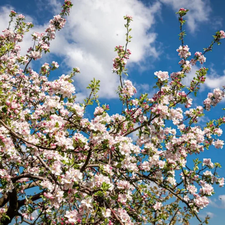 Bijwerkingen Levocetirizine