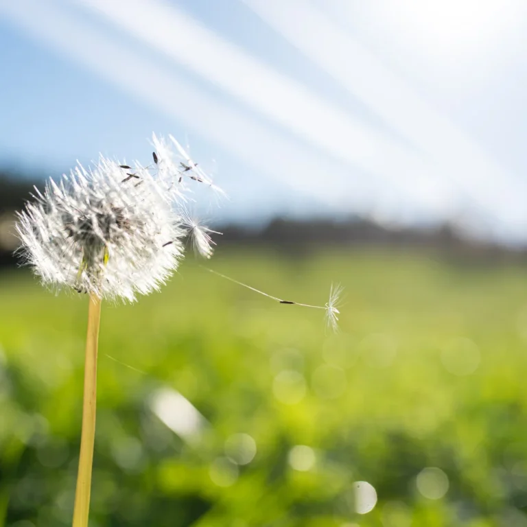 Bijwerkingen Loratadine