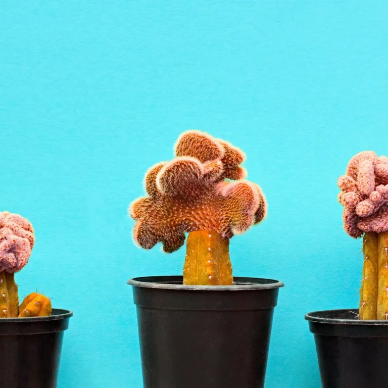 Bijwerkingen Proctosedyl