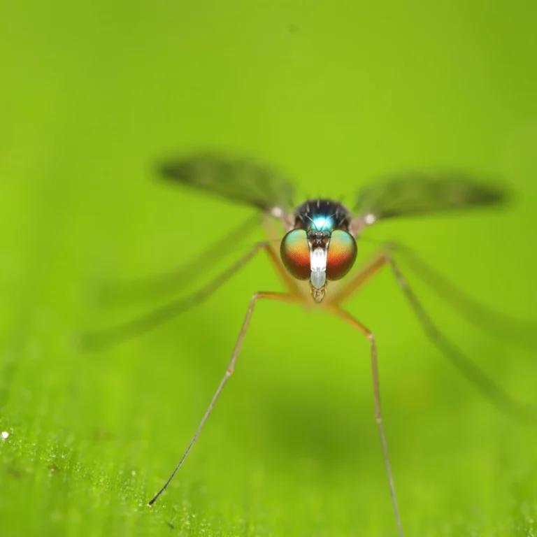 Malariapillen Ecuador