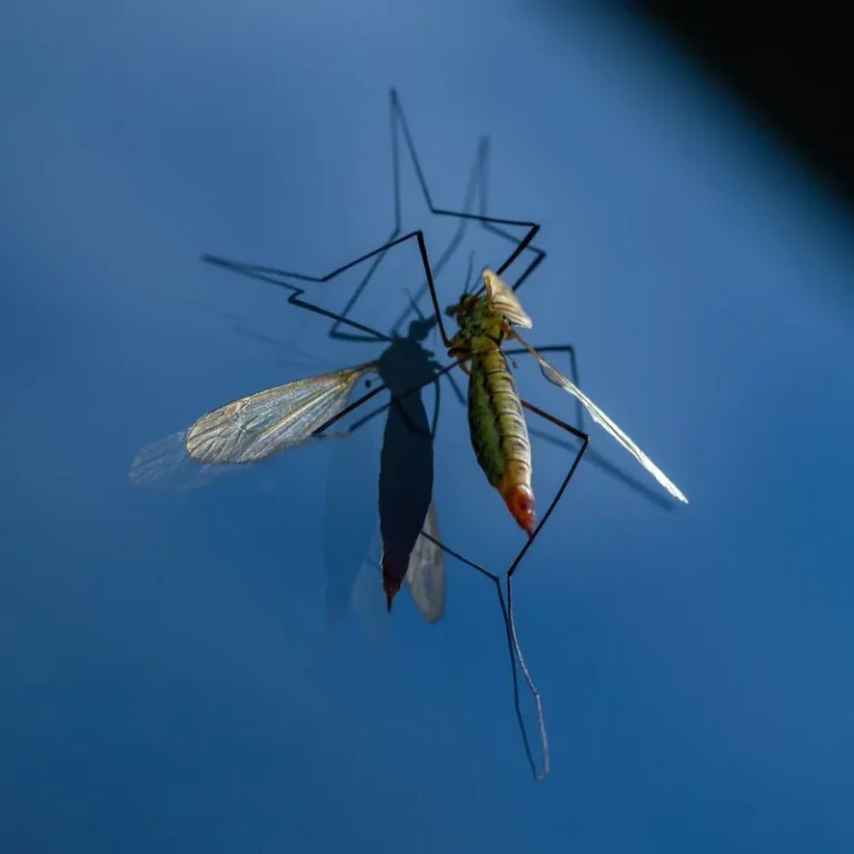 Malariapillen voor Brazilië