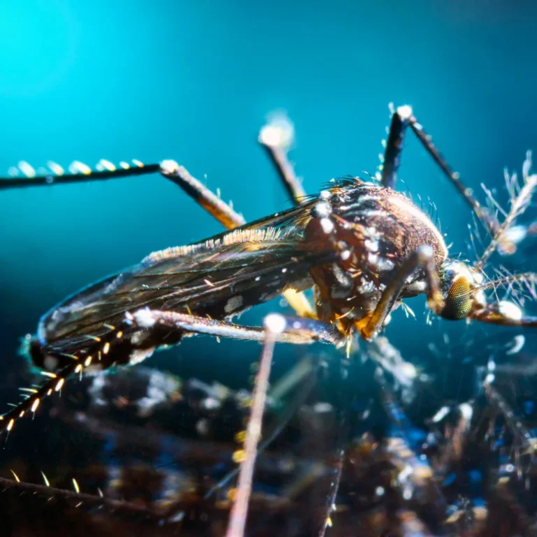 Malariapillen voor Namibië