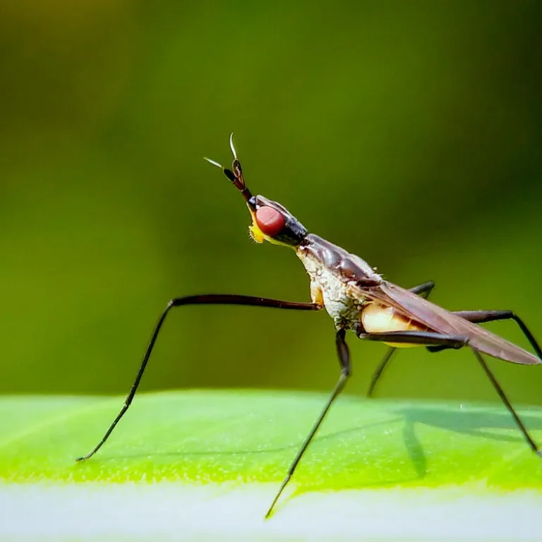 Malariapillen voor Suriname
