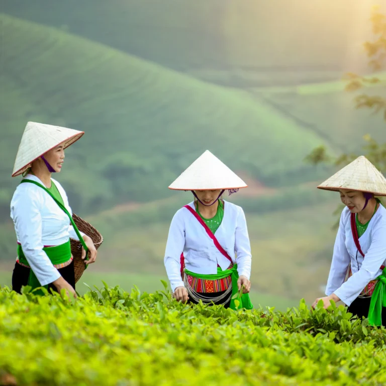 Malariapillen voor Vietnam