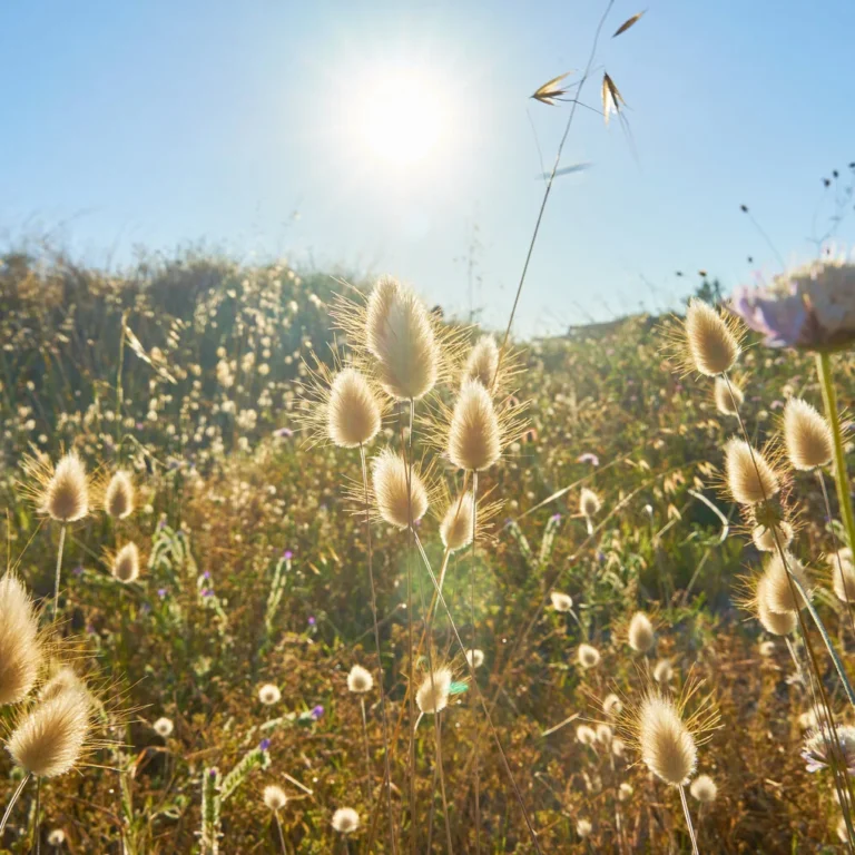 Voordelen Cetirizine