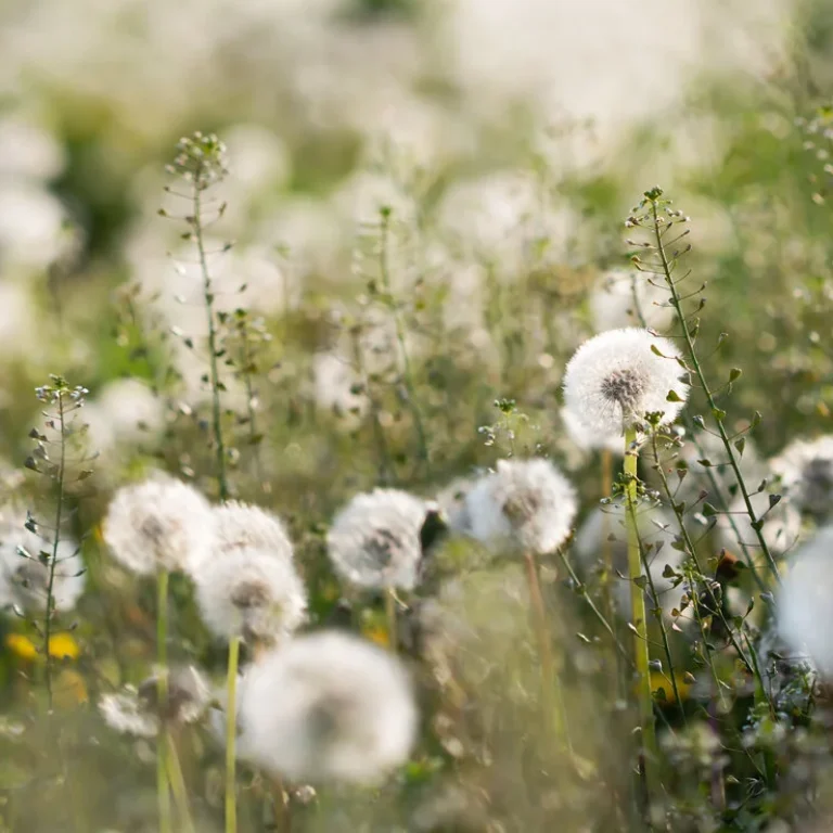 Voordelen Fluticason neusspray