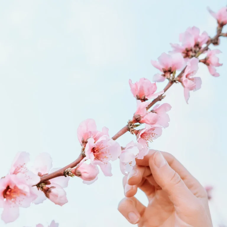 Voordelen Promethazine